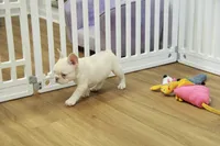 Cowboy, a male French Bulldog for sale in Hickory, NC – 3 of 10
