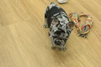 Betty, a female French Bulldog for sale in Hickory, NC – 2 of 10