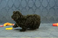 Oreo, a male Cavachon for sale in Hickory, NC – 7 of 10