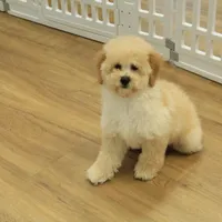 Brooke Reduced Spayed, a female Poochon for sale in Hickory, NC – Photo 10 of 10