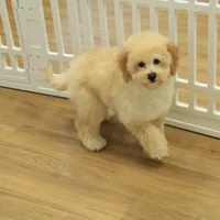 Brooke Reduced Spayed, a female Poochon for sale in Hickory, NC – Photo 2 of 10