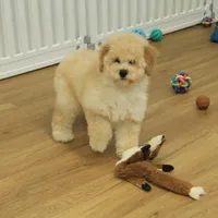 Brooke Reduced Spayed, a female Poochon for sale in Hickory, NC – Photo 5 of 10