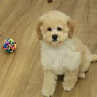 Brooke Reduced Spayed, a female Poochon for sale in Hickory, NC – Photo 1 of 10