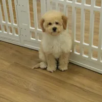 Brooke Reduced Spayed, a female Poochon for sale in Hickory, NC – Photo 3 of 10