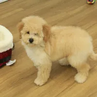 Brooke Reduced Spayed, a female Poochon for sale in Hickory, NC – Photo 8 of 10