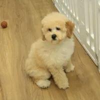 Brooke Reduced Spayed, a female Poochon for sale in Hickory, NC – Photo 4 of 10