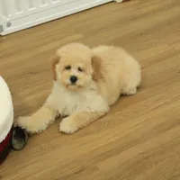 Brooke Reduced Spayed, a female Poochon for sale in Hickory, NC – Photo 9 of 10