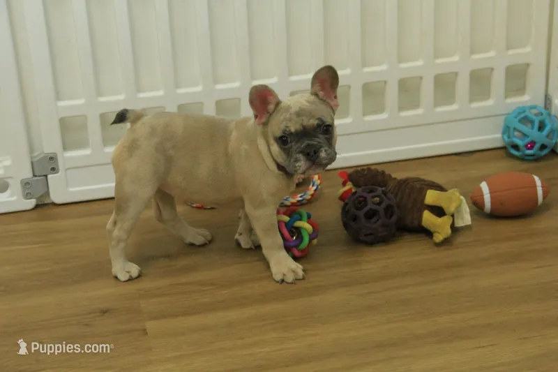 Paisley – French Bulldog puppy for sale in Hickory, NC
