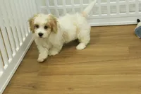 Milo, a male Cavachon for sale in Hickory, NC – 5 of 6
