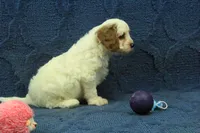 Daisy, a female Cavapoo for sale in Hickory, NC – 2 of 5