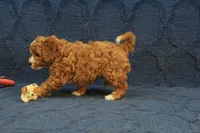Patches, a male Cavapoo and Poodle - Toy  for sale in Hickory, NC – 2 of 10