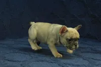 Paisley, a female French Bulldog for sale in Hickory, NC – 4 of 10