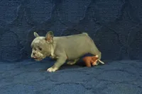 Claire, a female French Bulldog for sale in Hickory, NC – 10 of 10