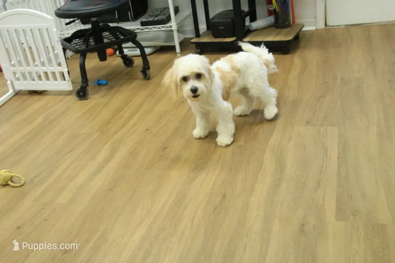 Theo Neutered – Cavachon puppy for sale in Hickory, NC