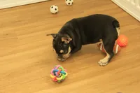 Wilma, a female French Bulldog for sale in Hickory, NC – 4 of 10