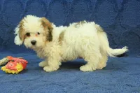 Rocky, a male Cavachon for sale in Hickory, NC – 8 of 10