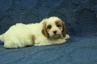 Freddy, a male Cavapoo for sale in Hickory, NC – 8 of 8