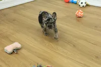 Betty, a female French Bulldog for sale in Hickory, NC – 6 of 10