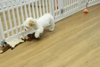 Cupcake, a female Bichon Frise and Maltipoo for sale in Hickory, NC – 6 of 10