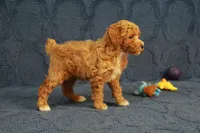Glory, a female Poodle - Toy  for sale in Hickory, NC – 5 of 10