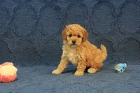 Penny, a female Cavapoo and Poodle - Toy  for sale in Hickory, NC – 2 of 9