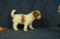 Popcorn, a female Cavapoo and Poodle - Toy  for sale in Hickory, NC – 4 of 8