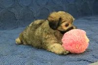Suri, a female Maltipoo for sale in Hickory, NC – 8 of 9