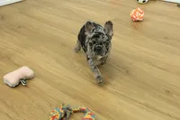 Betty, a female French Bulldog for sale in Hickory, NC – 7 of 10