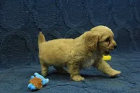 Sebastian F1B, a male Cavapoo for sale in Hickory, NC – 6 of 10