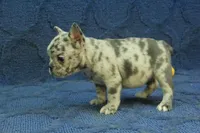 Vivian, a female French Bulldog for sale in Hickory, NC – 9 of 10