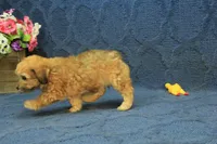Sophie, a female Maltipoo for sale in Hickory, NC – 6 of 10
