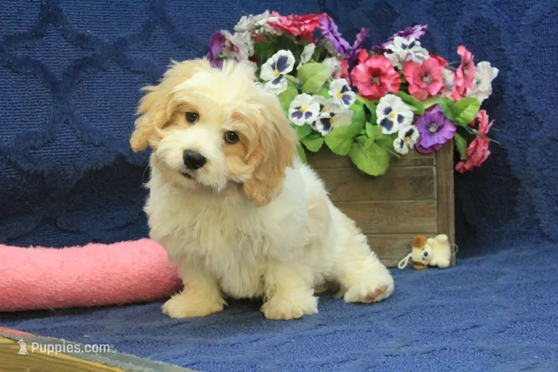 Milo – Cavachon puppy for sale in Hickory, NC