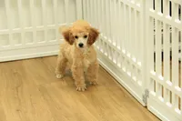 Annie, a female Poodle - Toy  for sale in Hickory, NC – 5 of 9