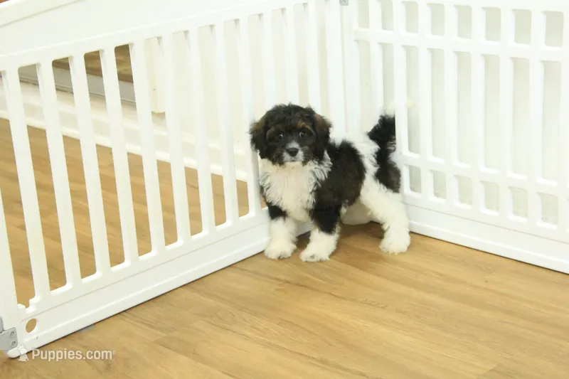 Scout – Cavapoo puppy for sale in Hickory, NC
