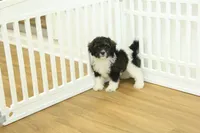 Scout, a male Cavapoo for sale in Hickory, NC – 1 of 10
