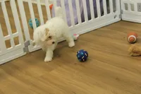 Violet F1B, a female Cavapoo and Poodle - Toy  for sale in Hickory, NC – 10 of 10