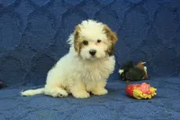 Rocky, a male Cavachon for sale in Hickory, NC – 4 of 10