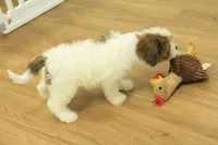 Scooter, a male Cavapoo for sale in Hickory, NC – 10 of 10