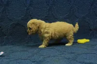 Sebastian F1B, a male Cavapoo for sale in Hickory, NC – 3 of 10