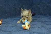 Jay, a male French Bulldog for sale in Hickory, NC – 7 of 9