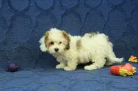 Rocky, a male Cavachon for sale in Hickory, NC – 7 of 10