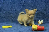 Beanie, a male Chihuahua for sale in Hickory, NC – 5 of 10