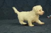 Cupcake, a female Maltipoo for sale in Hickory, NC – 7 of 10
