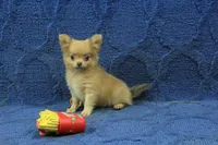 Beanie, a male Chihuahua for sale in Hickory, NC – 8 of 10