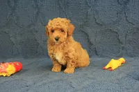 Gemma, a female Poodle - Toy  for sale in Hickory, NC – 5 of 10