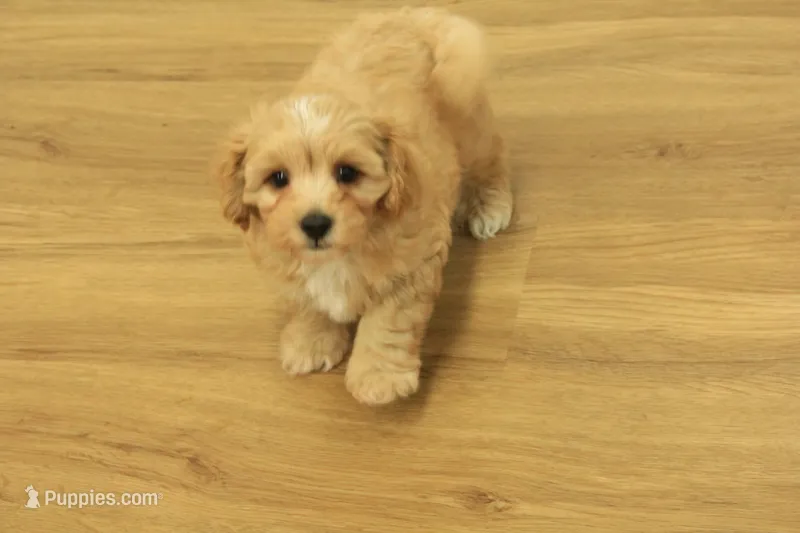 Sebastian F1B – Cavapoo, Poodle - Toy  puppy for sale in Hickory, NC