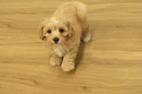 Sebastian F1B, a male Cavapoo and Poodle - Toy  for sale in Hickory, NC – 1 of 10