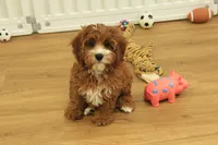 Patsy, a female Cavapoo for sale in Hickory, NC – Photo 1 of 10