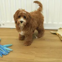 Patsy, a female Cavapoo for sale in Hickory, NC – Photo 6 of 10