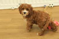 Patsy, a female Cavapoo for sale in Hickory, NC – Photo 9 of 10